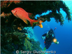 Red Fish by Sergiy Glushchenko 